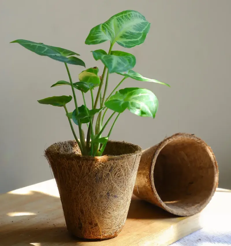Nursery Seedlings in Natural Coir Pots - Top Exporter of Cocopeat and Coir Fiber in India